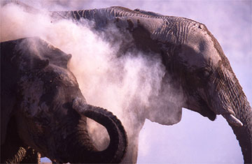 elephants and dust namibia